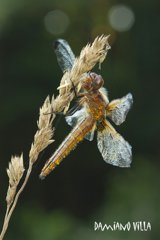 Sympetrum depressiusculum ?